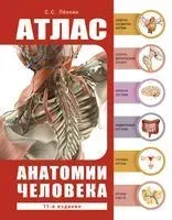 Атлас анатомии человека - Сергей Левкин - 2025 год