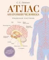 Атлас анатомии человека. Нервная система - Сергей Левкин - 2026 год