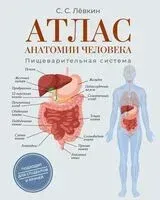 Атлас анатомии человека. Пищеварительная система - Сергей Левкин - 2025 год