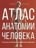 Атлас анатомии человека. Русско-латинско-английское издание - Любовь Палычева - 2024 год