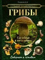 Большая энциклопедия. Грибы. Съедобные и несъедобные. Собираем и готовим - А. Поленов - 2026 год