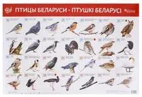 Птицы Беларуси. Птушкі Беларусі - 2019 год