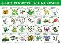 Растения Беларуси. Раслiны Беларусi - 2020 год