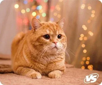 VS Cat VS_B4652