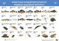 Животные водоёмов Беларуси. Жывёлы вадаёмаў Беларусі - 2020 год