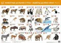 Животные дальних стран. Жывёлы далёкіх стран - 2019 год
