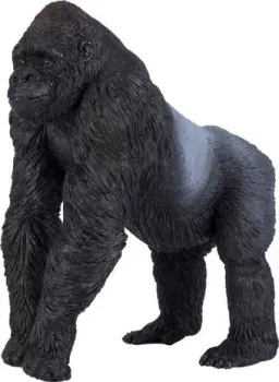 Konik Горилла Самец AMW2001