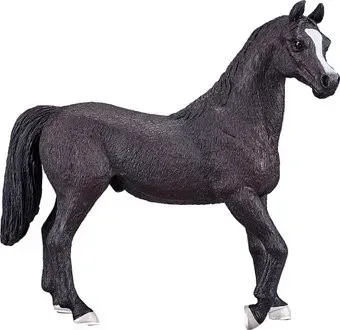 Konik Арабский жеребец Вороной AMF1025