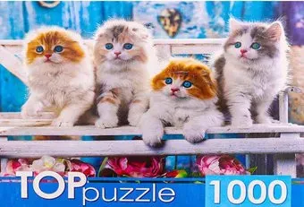 Top Puzzle Котята скоттиш фолд