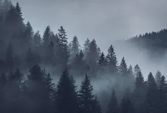 Vimala Серый лес 270x400