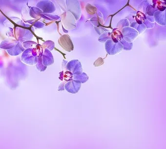 Vimala Цветы над водой 2 270x300