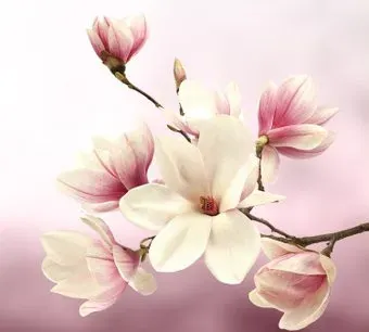 Vimala Розовые цветы 270x300