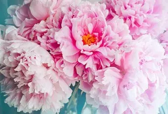 Vimala Розовые пионы 270x400