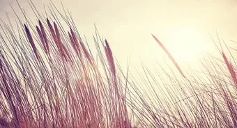 Vimala Раннее утро 270x500