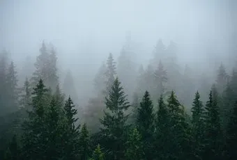 Vimala Зеленый лес 7 270x400