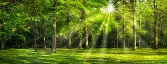 ФабрикаФресок Солнечный Зеленый Весенний Лес 1097270 (700x270)