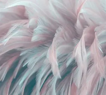 Vimala 3D Перья 270x300