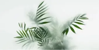 Citydecor Цветы и Растения 155 300x150