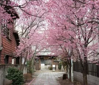 Citydecor Природа 102 300x260