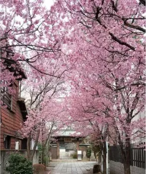 Citydecor Природа 102 200x260