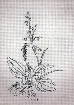 Klart Подорожник 8-154