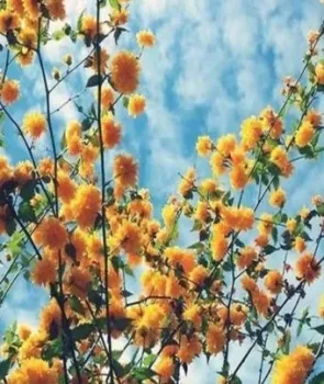 ILikeGift Цветочки YCGJ32855