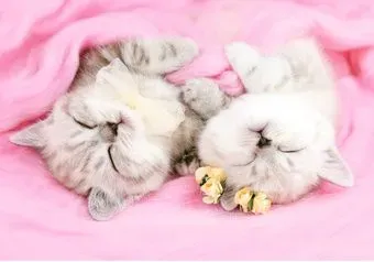 Рыжий кот Спящие котики Х-4031