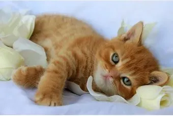 Рыжий кот Рыжий котенок Х-3880