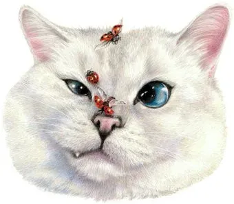 Рыжий кот Мордашка кота Х-3865