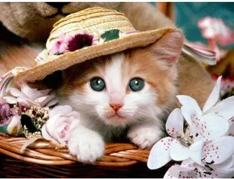 Darvish Котенок в шляпе DV-9514-8