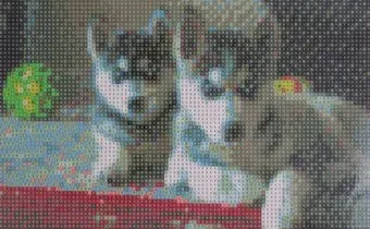 Darvish Два щенка DV-9516-20