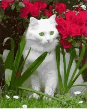 Lori Котик в саду Кпн-210