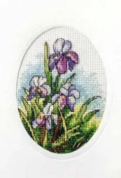 Orchidea Ирисы 6166