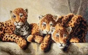 Letistitch Леопарды