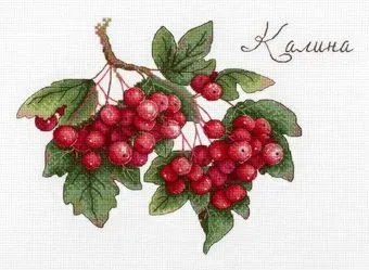 М.П.Студия Дары природы. Калина