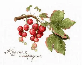 М.П.Студия Дары природы. Красная смородина
