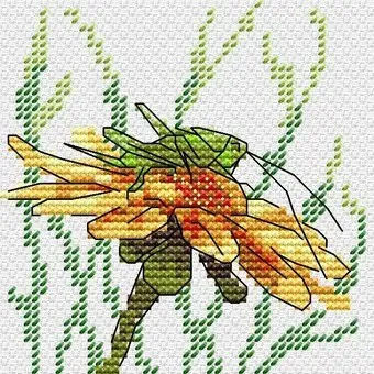 Жар-Птица Кузнечик на эхинацее