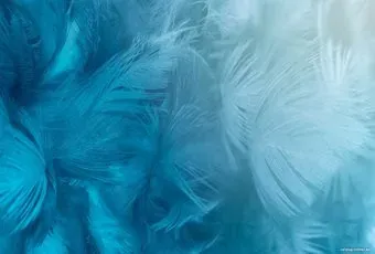 Vimala Перья 20 270x400