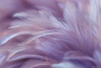 Vimala Перья 19 270x400