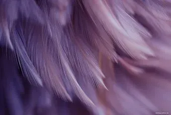 Vimala Перья 18 270x400