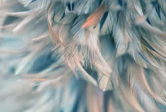 Vimala Перья 17 270x400