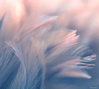 Vimala Перья 15 270x300