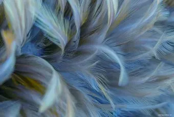 Vimala Перья 12 270x400