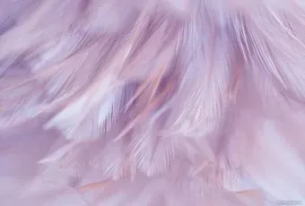 Vimala Перья 1 270x400