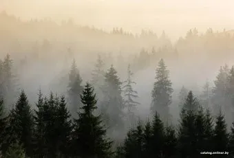 Vimala Лес в тумане 8 270x400