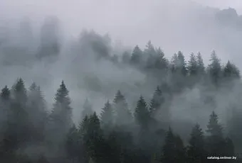 Vimala Лес в тумане 7 270x400