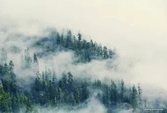 Vimala Лес в тумане 2 270x400