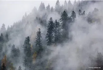 Vimala Лес в тумане 10 270x400