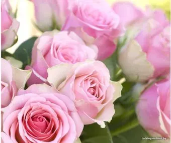 Citydecor Розовые розы с защитным покрытием 300x254