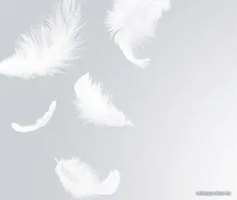 Citydecor Перышки 300x254